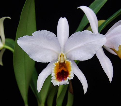Cattleya percivaliana ondine - cattleya,