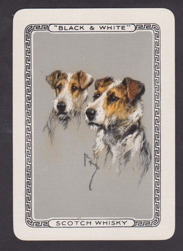 Arthur wardie terrier - arthur,