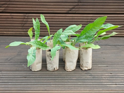 Evening primrose plants - evening, pack