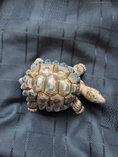 Wade porcelain tortoise - wade,
