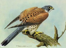 Kestrel Vintage Bird Picture