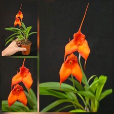 Masdevallia Orange. Beautiful