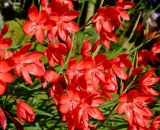 Hesperantha coccinea 'Major'