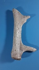 Rein Deer Antler Fossil Ice