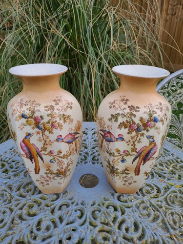 Royal ducal hexagonal pheasant - royal,