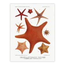 Starfish Varieties Marine Life