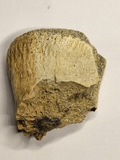 Juvenile Triceratops Vertebra