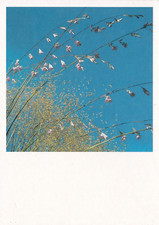 Angels fishing rod postcard - angels,