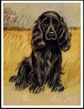 COCKER SPANIEL SAT IN A FIELD