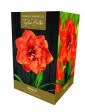 Amaryllis Gift Box - Benito