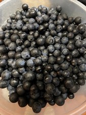 1lb Sloe Berries Sloe Gin /