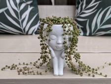Live String of Pearls Plant Senecio rowleyanus in flower pot Girl Face Ornament