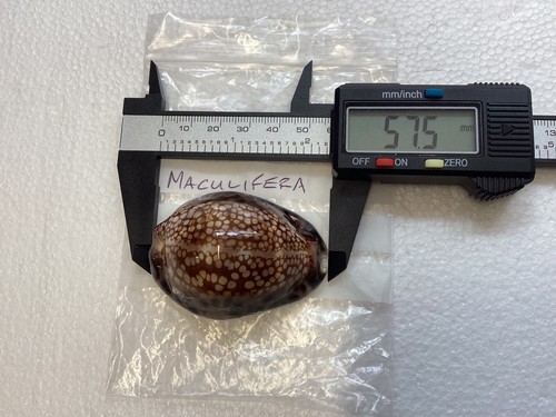 Cypraea maculifera cowrie - cowrie., a