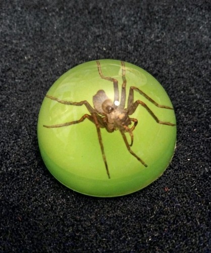 Real spider paperweight - spider,