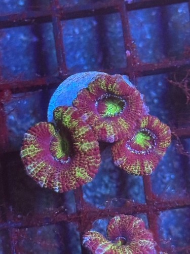 Coral beauties aquatics darth - beauties,