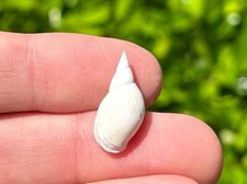 England Fossil Gastropod Lymnaea stagnalis Pleistocene Age Shell