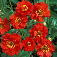 3  x Plug Plants Geum 'Mrs. Bradshaw' Old Cottage Garden Perennial Clumping.
