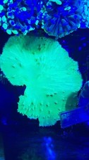 Toxic Green Cabbage Leather Coral Soft, NOT SPS LPS Or ZOA🪸