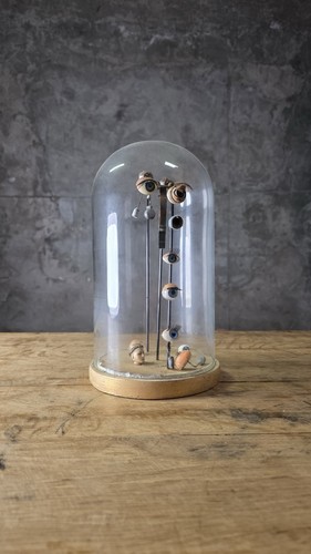 Anatomy curio apothecary style - anatomy,