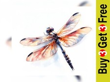 Elegant Dragonfly Study 5"x7"