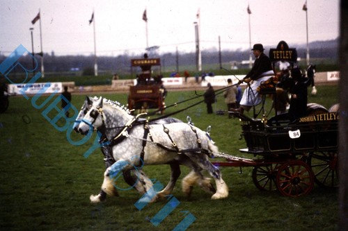 Tetley ales horse drawn dray - horse,