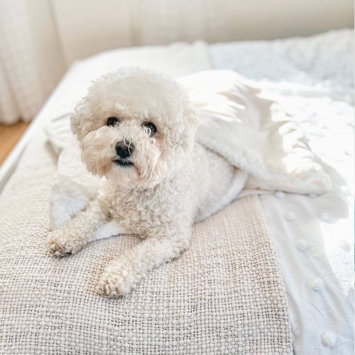 Cream dog snuggle sack calming - cream,