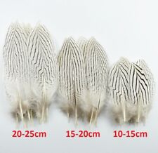 Silver Pheasant Tail Feathers