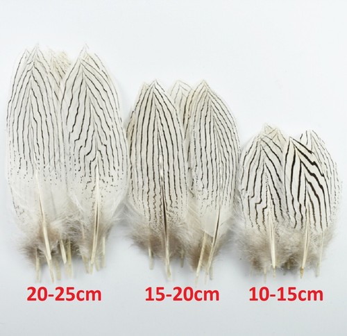 Silver pheasant tail feathers - tail,
