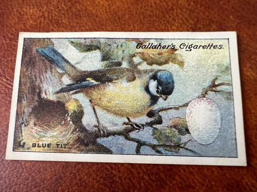 Gallaher birds nests eggs - -, &