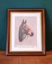 Arkle Equine Portrait Horse