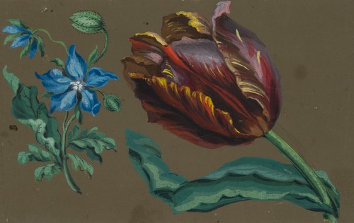 The parrot tulip circa 1820 - the,