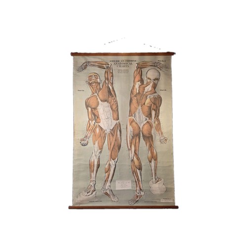 Vintage anatomical chart max - anatomical,