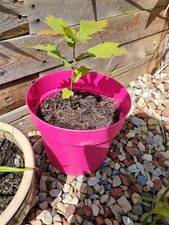 1x English OAK TREE seedling