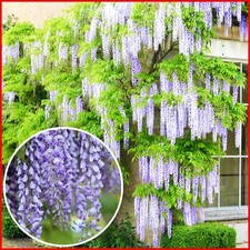 Wisteria Plant Amethyst Falls