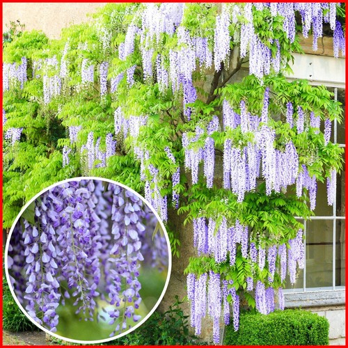 Wisteria plant amethyst - plant, falls