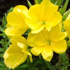 100 Yellow Evening Primrose