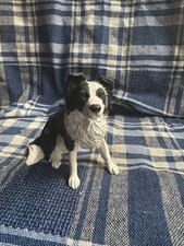 Border Collie Dog Border Fine