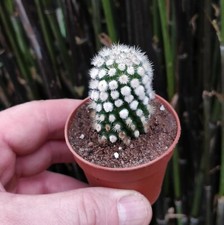 Cactus mammillaria gracillis