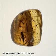 Baltic amber with - , unidentified