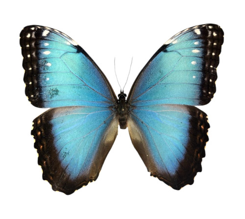 Morpho helenor papered - a-,
