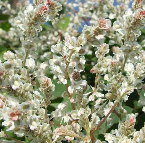 Fallopia baldschuanica russian - fallopia,