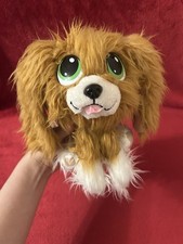 Rescue Runts Havanese Dog