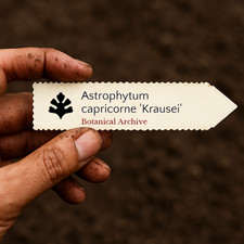 Astrophytum Capricorn