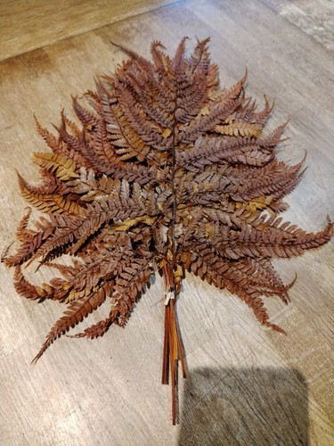 Large pressed fern leaves - fern,