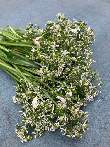 Fresh wild garlic ramsons - fresh,