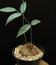 Cyphostemma pachypus,Madagascar,Caudex,Euphorbia,Succulent Plants,Cactus