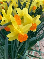 30 Daffodil 'Red Devon' Bulbs