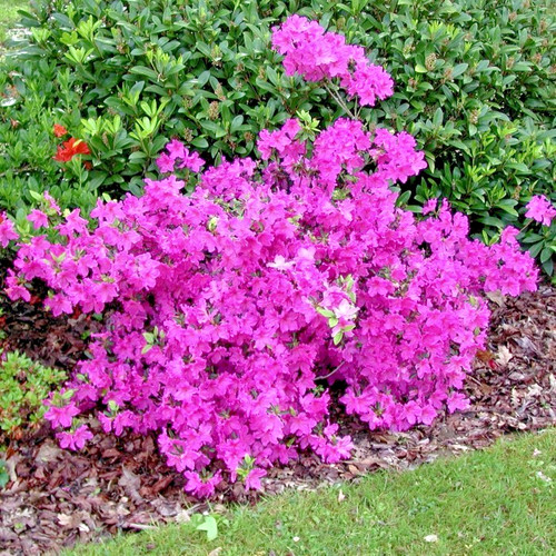 Azalea japonica violetta - japonica,