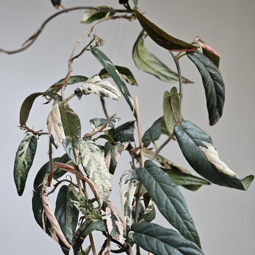 Ficus sagittata variegated - sagittata, one