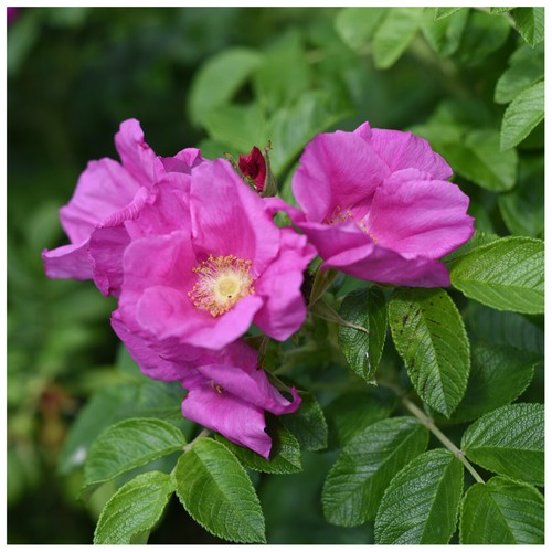 Common wild rose - common, hedging
